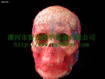 【鑄型標本-圖為頭部動靜脈鑄型標本(正面)】my-01,價格,廠家,圖片,供應商,庫存辦公、文教用品,漯河市盟友教學設備 - 產品庫 - 阿土伯交易網