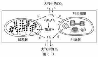 高中生物光合作用試題列表 高中生物細胞代謝