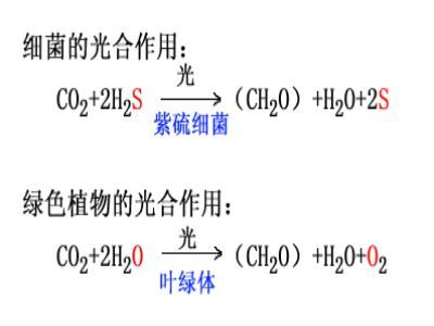 光合作用的化學方程式_