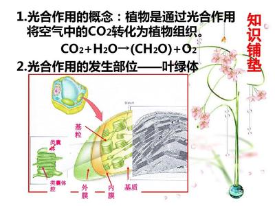 植物光合作用暗反應中C3、C4和CAM途徑在古代食譜分析中的應用