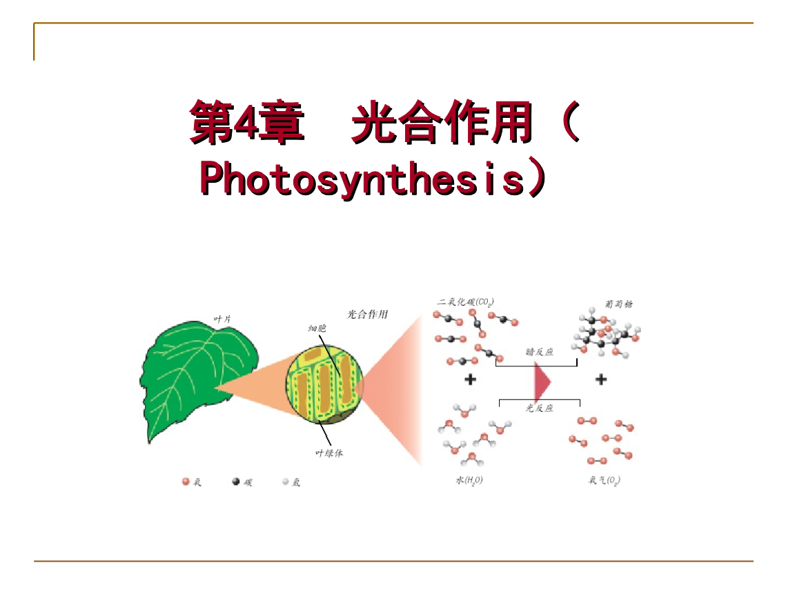 植物生理學-光合作用技術總結