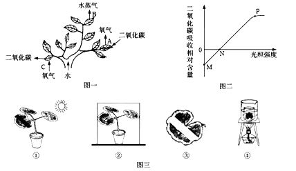 夏日清涼何處尋？紫金公園的綠意與光合作用