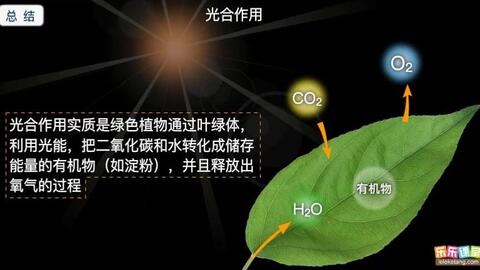 植物的生命之源 蒸騰作用與光合作用的協同交響